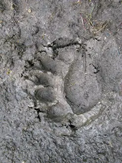 Trace: Footprint, American black bear (Ursus americanus)