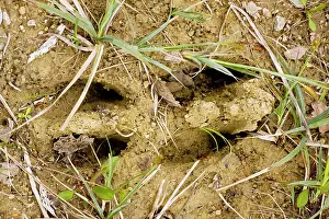 Estonia: Footprint of Elk / Moose