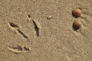 Zeeland: Footprint of a gull (Larus sp) and Common Cockles (Cerastoderma edule) on the beach