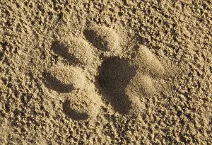 Spoor: Footprint of a lioness in the sand of a road - Kalahari