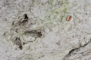 Trace: Footprint of Red partridge in the mud in the spring