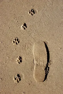 Footprints: Footprints - one man and his dog - on a sandy beach