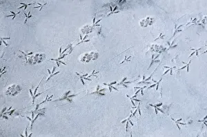 Trace: Footprints Woodpigeon and Cat in Snow France