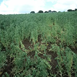 Infected: Footrot Infection in Pea Crop