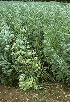 Beans: Footrot wilting field bean plants