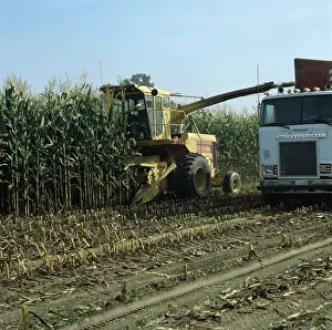 Lorry: Forage harvesting tall maize crop