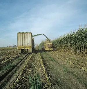 Trailer: Forage harvesting tall maize crop