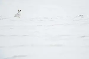 Chill: A foraging Mountain Hare (Lepus timidus) pauses