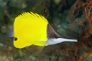 Butterflyfish: Forcepsfish