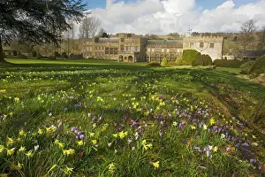 Crocuses: Forde Abbey, Dorset, in early spring, with daffodils
