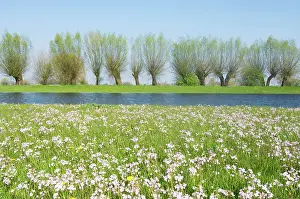 Smock: Foreland river IJssel - In springtime with flowering