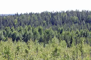 Scaninavia: Forest