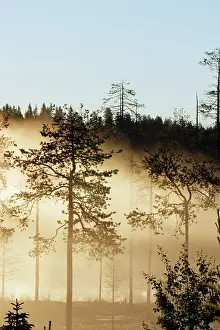 Scaninavia: Forest