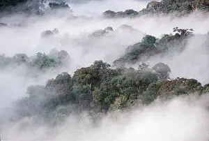 Rwanda: FOREST
