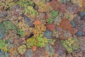 Beech: Forest aerial