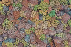 Beech: Forest aerial