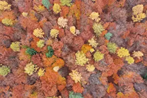 Beech: Forest aerial