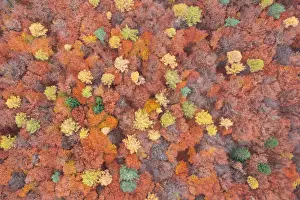 Beech: Forest aerial