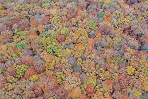 Beech: Forest aerial