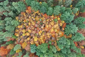Beech: Forest aerial