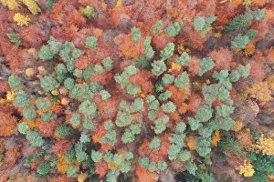 Beech: Forest aerial