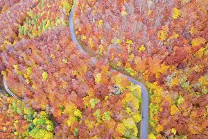 Stuttgart: Forest in autumn colourful leaves season aerial