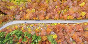 Stuttgart: Forest in autumn colourful leaves season aerial