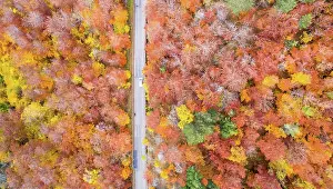 Stuttgart: Forest in autumn colourful leaves season aerial