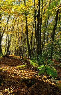 Leafing: Forest in autumn, France