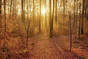 Beeches: Forest, beeches, haze, sunrise, autumn, Weibersb