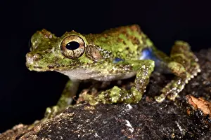 Treefrog: Forest Bromeliad Treefrog (Osteocephalus cabrerai)