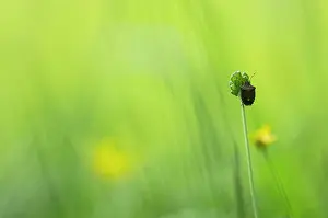 Franche: Forest Bug (Pentatoma rufipes) - Bourgogne - France