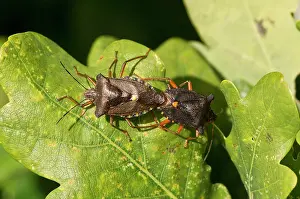 Mose: Forest Bug (Pentatoma rufipes). Kv nrkeby Mose