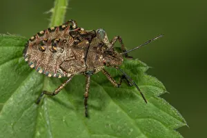 Stinging: Forest bug (Pentatoma rufipes) larva on a stinging