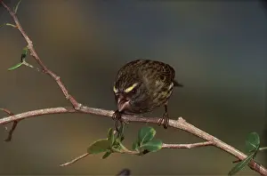 Threatening: FOREST CANARY - Threatening pose