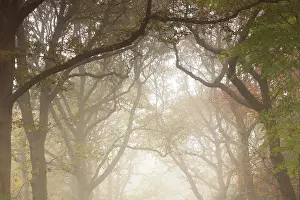 Duinreservaat: Forest canopy with branches on misty day in autumn