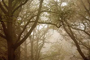 Duinreservaat: Forest canopy with branches on misty day in autumn