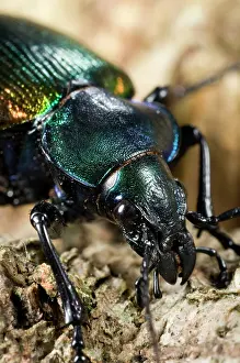 Giacomo Radi: Forest Caterpillar Hunter - close-up