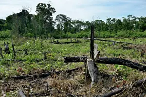 Wrecks: Forest clearance to obtain agricultural and grazing