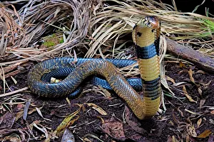Elapidae: Forest cobra (Naja melanoleuca) on alert, Africa