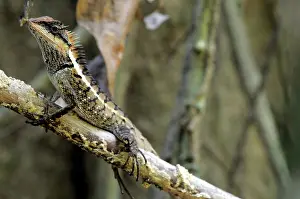 Khao: Forest Crested lizard