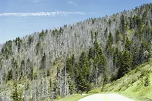 Acid: Forest Damaged by Acid Rain
