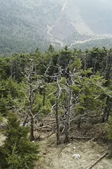 Rubens: Forest Decimated by Acid Rain