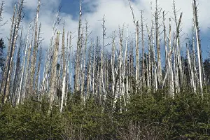 Acid: Forest Decimated by Acid Rain