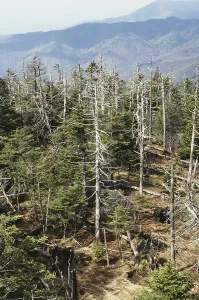 Devastated: Forest Decimated by Acid Rain