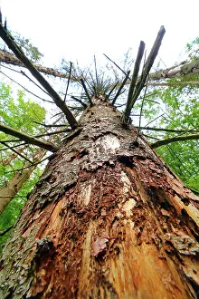 310820: Forest dieback due to bark beetles and drought