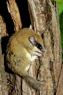 Dormice: Forest dormouse