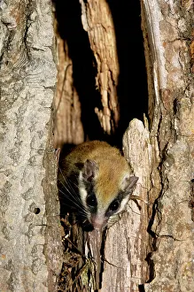 Dormice: Forest dormouse, adult