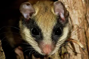 Dormice: Forest dormouse, adult