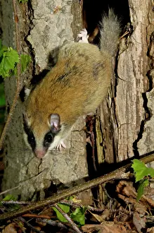 Dormice: Forest dormouse, adult
